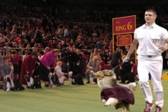 aggydogshow